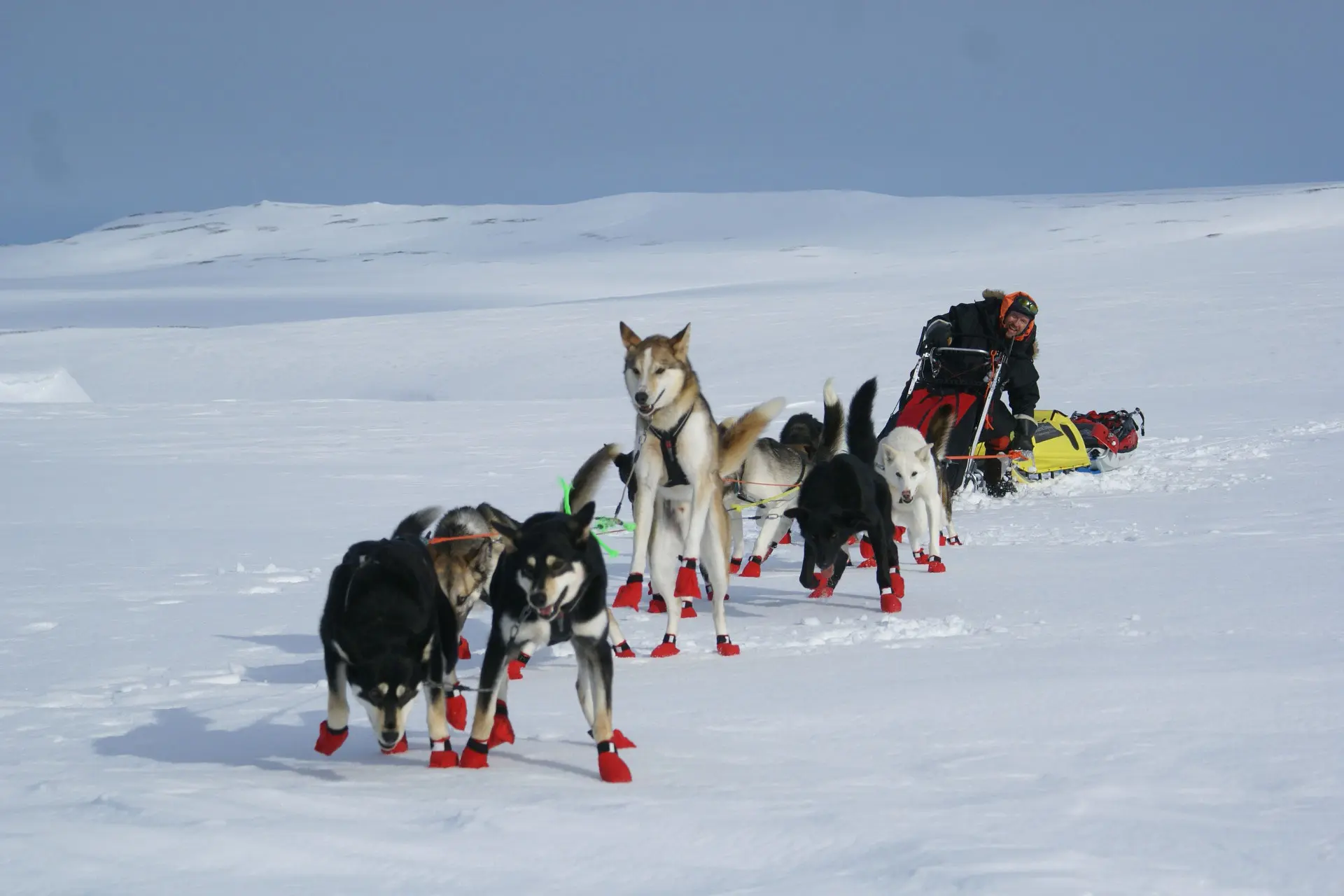 Tana Husky